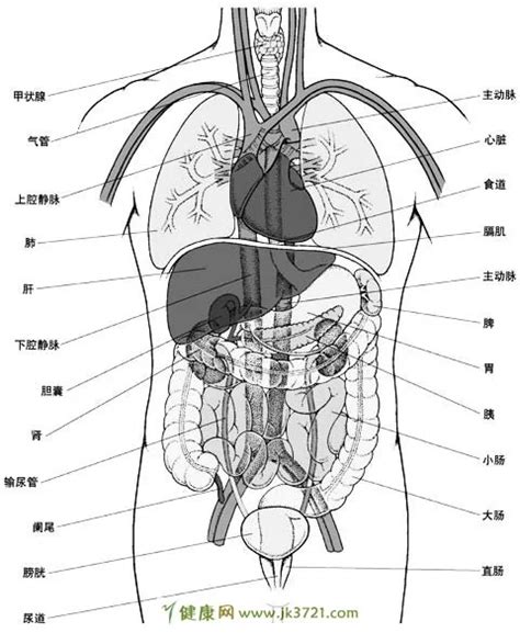 內臟有哪些|人體器官列表